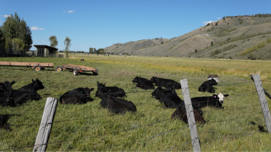 Cattle lay in a pasture.