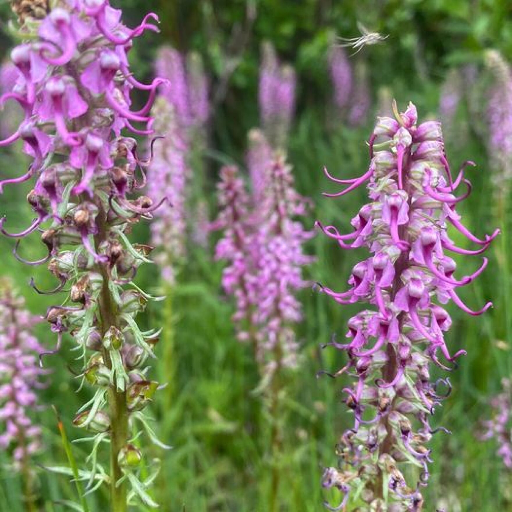 In Thermopolis, Wyoming’s wildflower society meets as flowers bloom