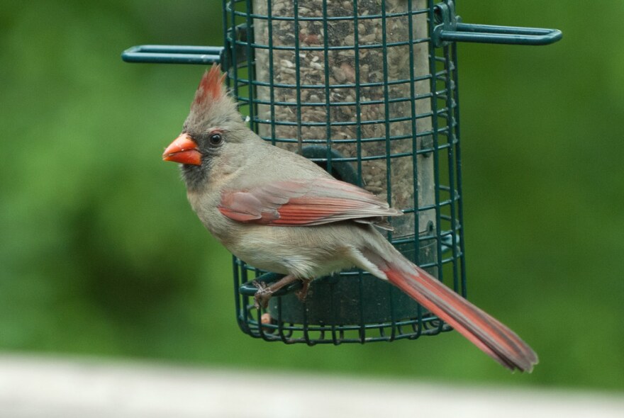 spring cardinal bird