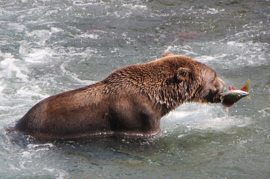  Brown bear catches a sockeye salmon at Brooks Falls. Aug. 17, 2019