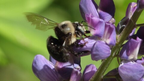 Xylocopa tabaniformis, one of the bees native to Santa Barbara County