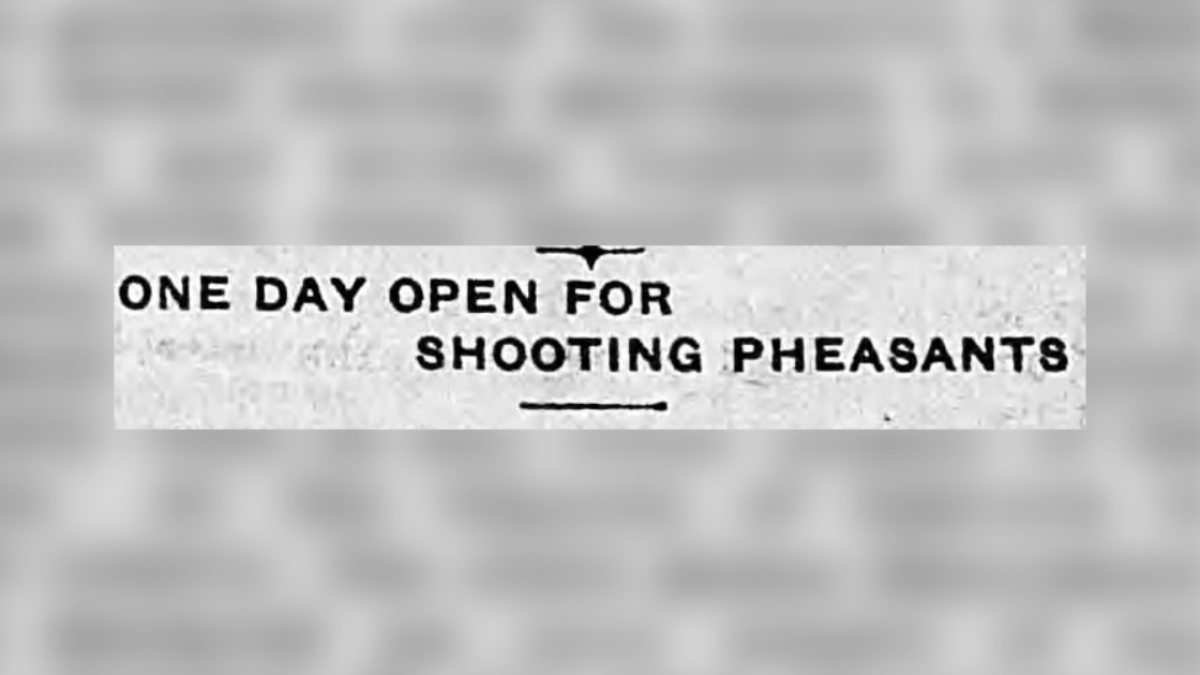 First official pheasant season held | South Dakota History - Vimarsana News