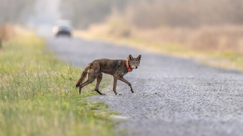 FILE - A red wolf crosses a road on the Alligator River National Wildlife Refuge, Thursday, March 23, 2023, near Manns Harbor, N.C. The endangered red wolf can survive in the wild, but only with “significant additional management intervention,” according to a long-awaited population viability analysis released Friday, Sept. 29, 2023.