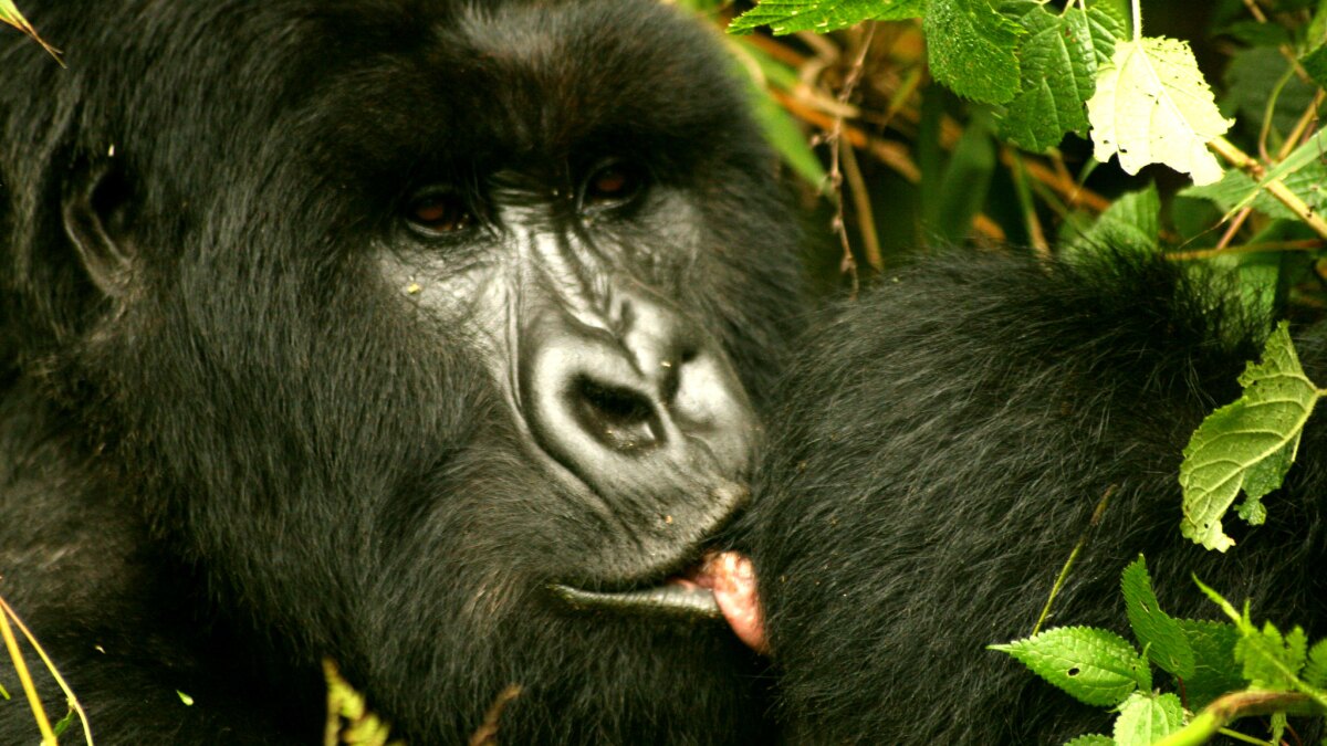 Outside/Inbox: Why do animals lick their wounds?