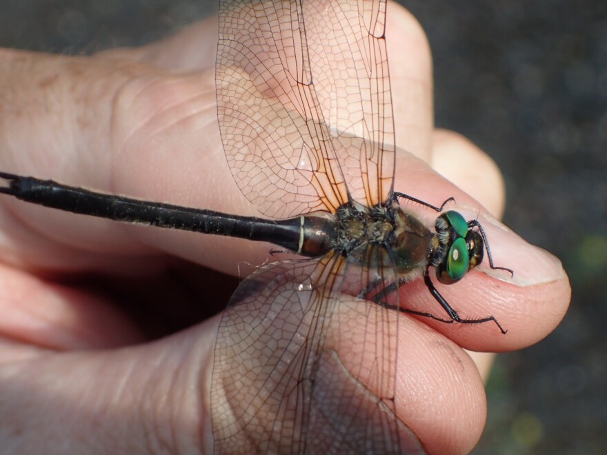 American Emerald Dragonfly