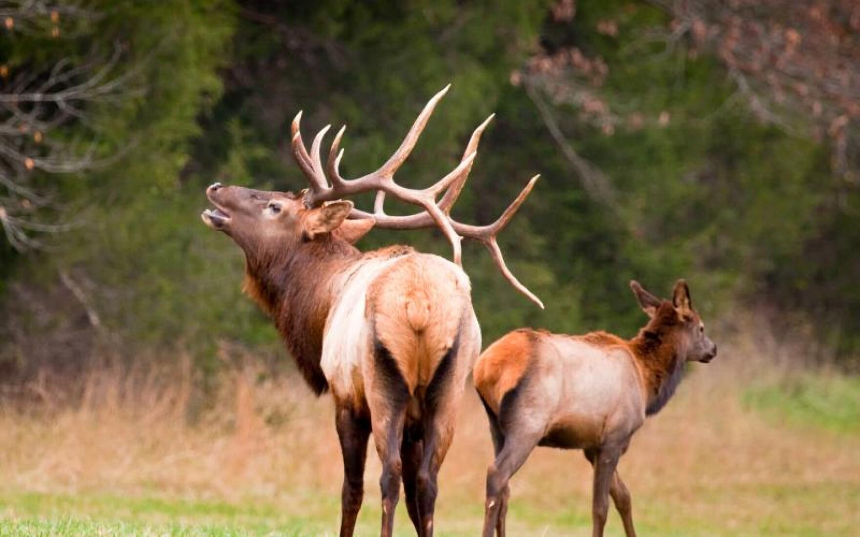Hunters could soon have the chance to target elk in southeast Missouri