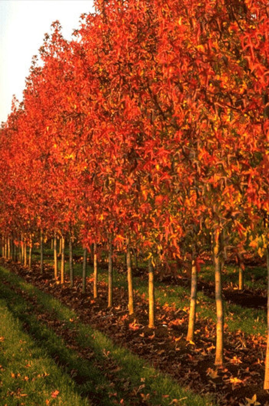 Liquidamber syraciflua rotundifolia_3.jpg