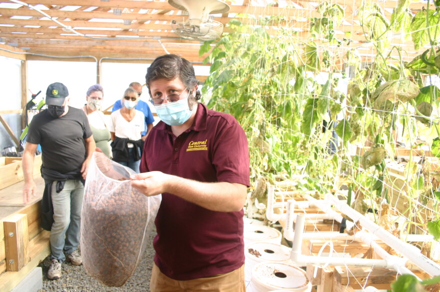 Marc Amonte shows off the soil-less medium for the dutch bucket system at Central State.