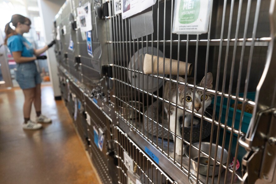 A cat looks out from a crate in a room stacked with crates.