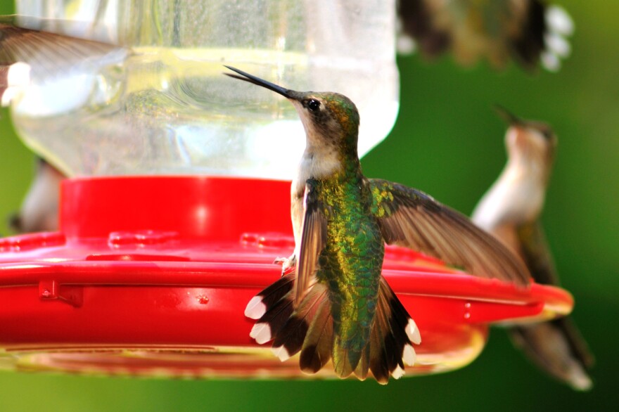 The slender bill looks harmless; it looks as if it were made to lightly delve into delicate flowers.