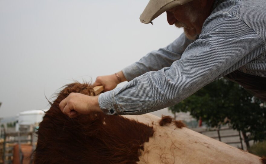 Jeff Minor “slips” the hair off a Scottish Highlander with a 1x2 piece of scrap wood.