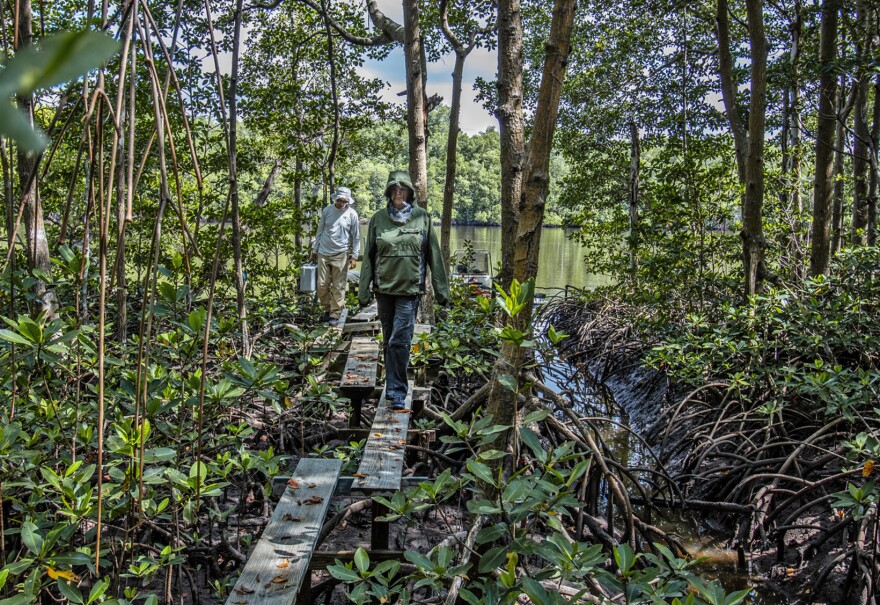 Florida International Scientist Evelyn Gaiser crosses a plank in mangrove forests along Shark River where she studies the health of the forest.