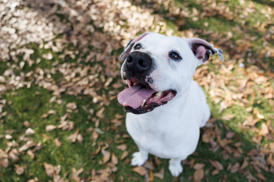One of the 11 dogs transferred out on Feb. 24, 50 Scent, sits in the outside play area at Alachua County Animal Resources in Gainesville, Fla., Friday, Feb. 20, 2026.