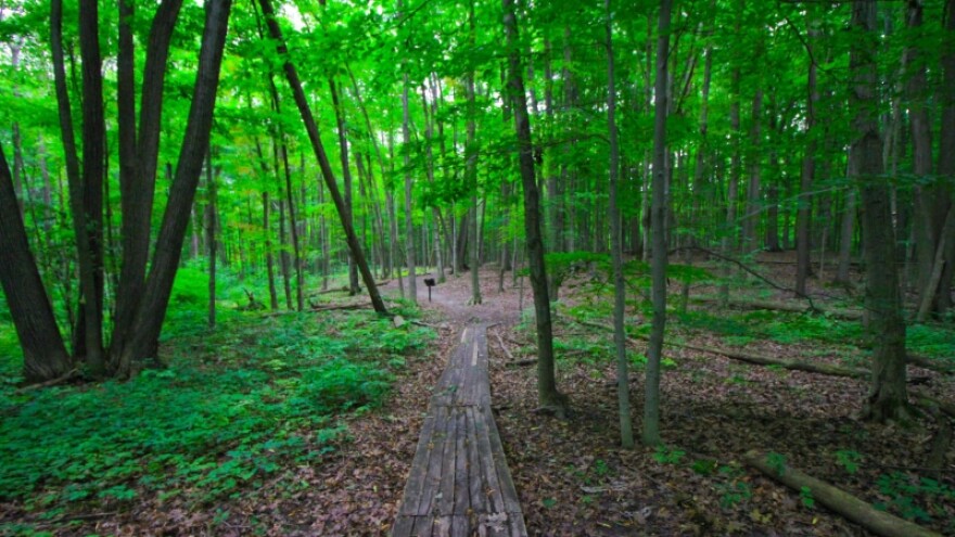 Trail through Lepard Nature Preserve