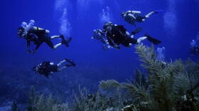 Force Blue is a group of special operations veterans from around the world who repurposed their military skills for the betterment of marine conservation.