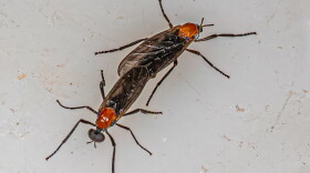 closeup of love bug (s) 