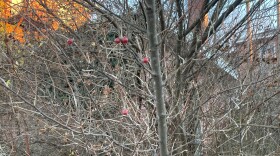 Small red berries are on an autumn olive bush. All the leaves on the plant are gone. A brick building is behind the nearly bare bush