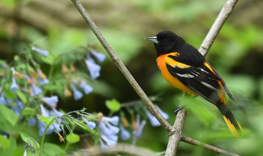 Baltimore orioles, a fruit-eating bird, are admired for their song and bright orange feathers.