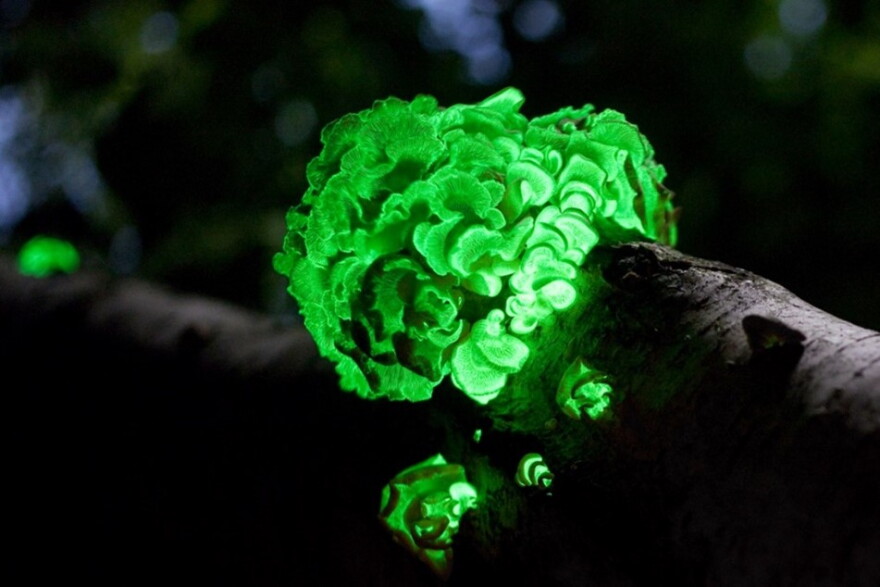 Bitter oyster (Panellus stipticus), one of the fungi responsible for foxfire. Photo by Ylem, Mt. Vernon, Wisconsin.