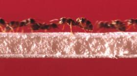 Ants running on a bridge