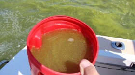 A container of water and cyanobacteria in a photo taken by Mark Brush in 2014.