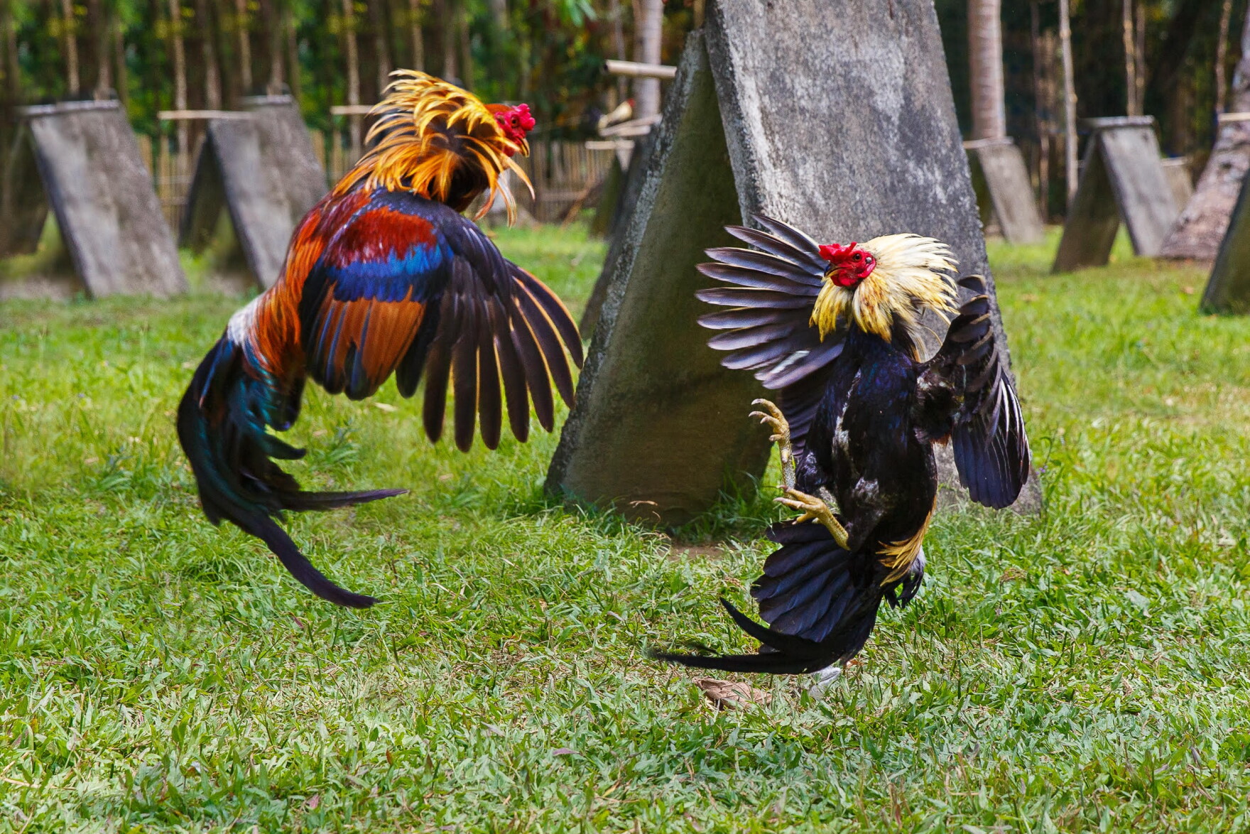cock_fighting.jpg
