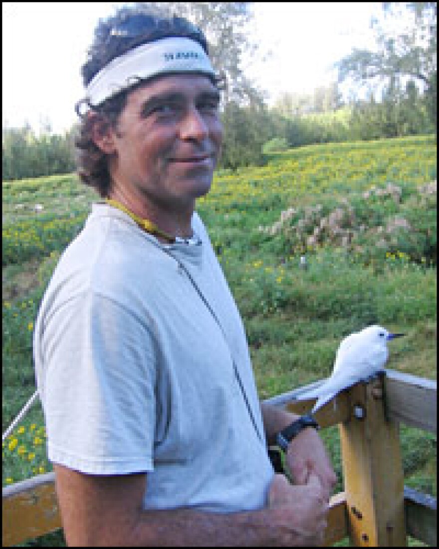 Biologist Jimmy Breeden stands next to a fairy tern, which is sitting on its nest. Animals aren't afraid of people on Midway Atoll, so people have to watch out not to harm them.