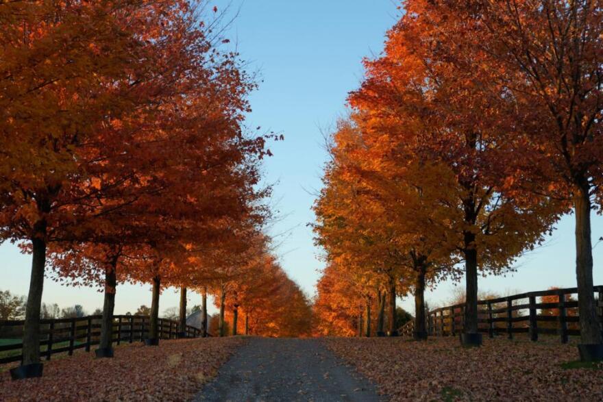 Rows of colorful trees stand by a farm road in Caledon, Ontario, Canada, Monday, Oct. 27, 2025. (Kamran Jebreili/AP)
