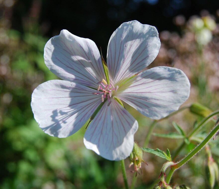 geranium