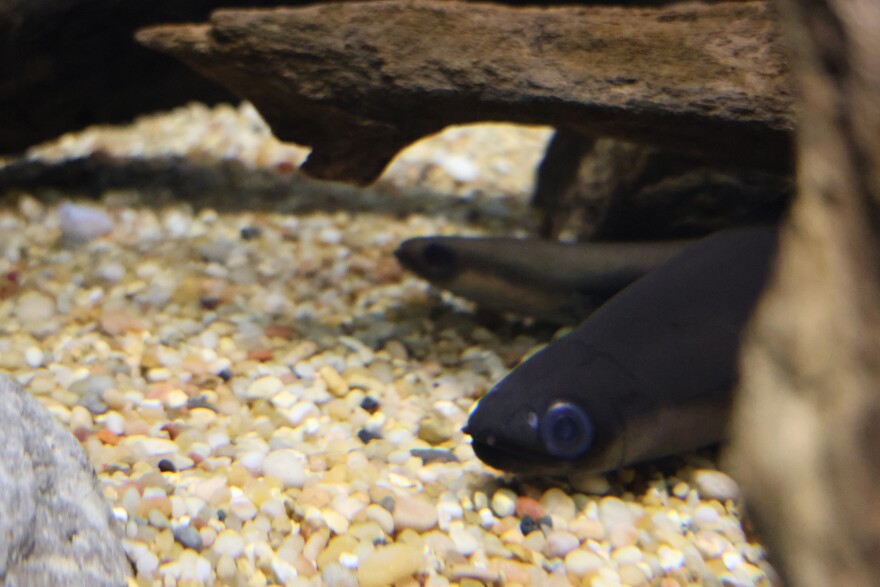 A female eel lies at the bottom of a tank at the Toronto Zoo.