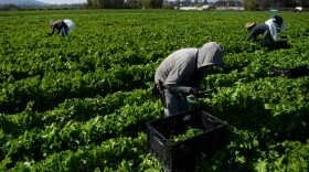 A farmworker harvests curly mustard in a field on Feb. 10, 2021 in Ventura County, California. (Patrick T. Fallon/AFP via Getty Images)