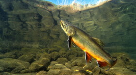 Big Brook trout (Salvelinus fontinalis) swimming in nice river. Beautiful Brook charr close up photo. Underwater photography in wild nature. Mountain creek habitat.