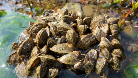 Freshwater mussels