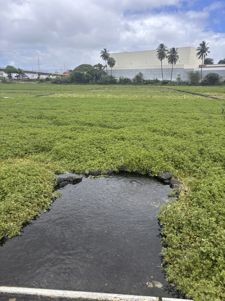 A visible freshwater spring flows throughout Sumida Farm, supplying its watercress with cool, fresh spring water.