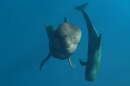 Short-finned pilot whales, a type of dolphin found in Hawaiʻi, are being targeted by ocean pollution.