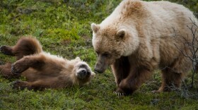 A large mother grizzly bear is standing next to a small brown cub. The cub is laying on the ground. The bears are on green grass.