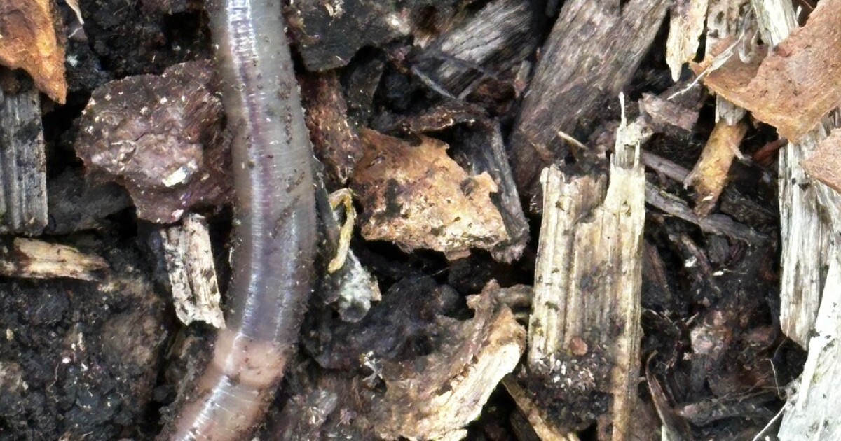 Invasive jumping worms reported in Michigan