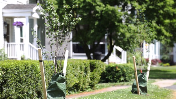 Newly planted Allegheny serviceberry and a native cherry tree line East Street in Fairport. The village is replacing removed trees with native species to reflect the ecosystem.