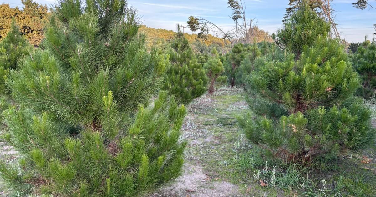 How to safely discard Christmas trees in SLO County