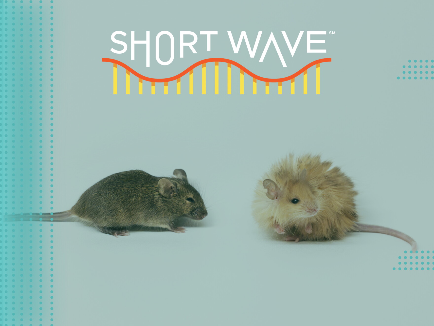 Maoth Mouse These scientists are trying to revive woolly mammoths ... by modifying ...