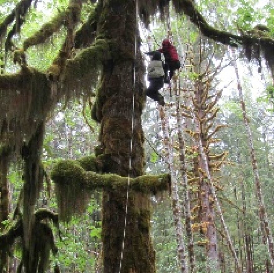 Ecosystem above ground.