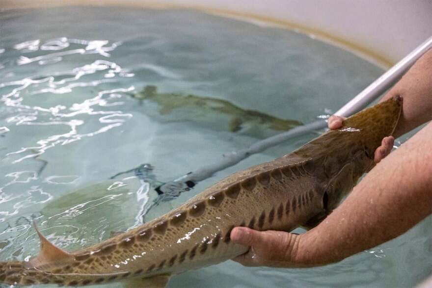 The endangered pallid sturgeon is put back into water on April 9 at the Columbia Environmental Research Center. Due to overharvesting and habitat loss, the pallid sturgeon is now “one of the rarest fish in North America,” ecologist Aaron DeLonay said.