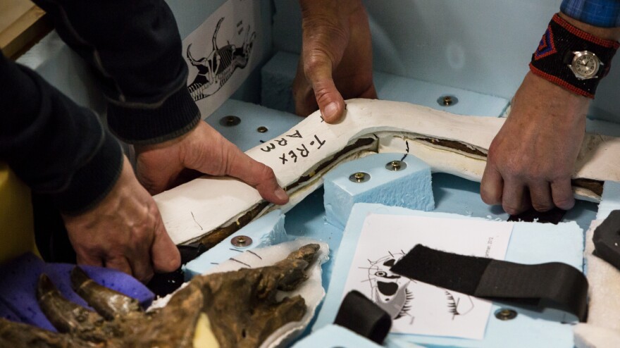 An arm bone of the Wankel T. rex is packed up at the Museum of the Rockies in Bozeman, Mont., on April 10.