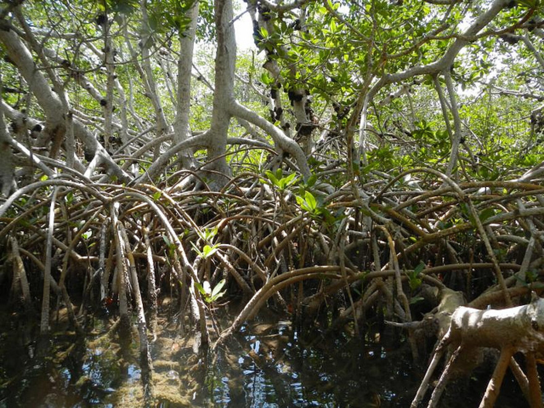 Red mangrove growing image