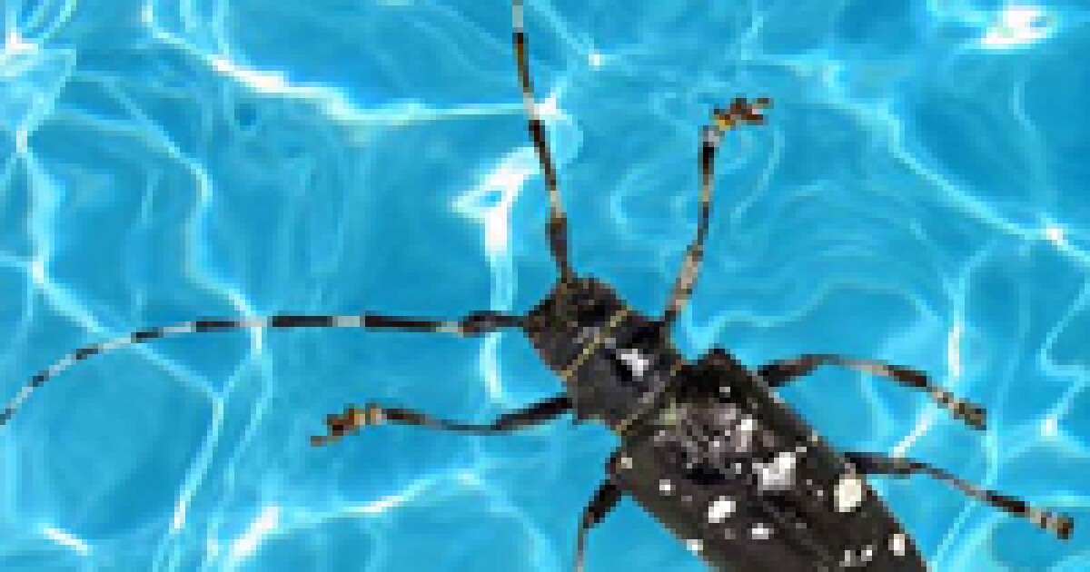 Check Your Pool For Beetles WXXI News