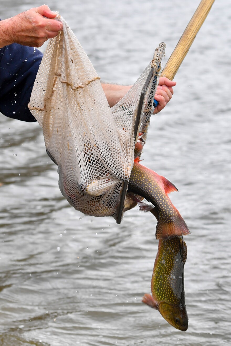 Trophy trout are released into the lake at Merli Sarnowski Park in Lackawanna County.