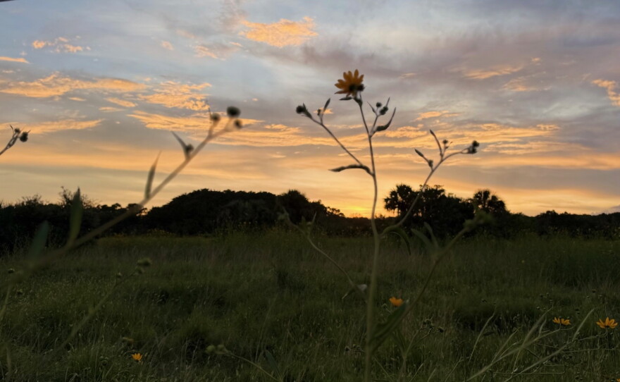 Acres and acres of Collier County Conservation Pepper Ranch Preserve are transformed into a sea of gold each October as the native wildflowers known as Southeastern sunflowers reach full bloom. As you travel to the sunflower fields spot deer, turkey, hawks, sandhill cranes and members of the resident cattle herd that call Pepper Ranch Preserve home.