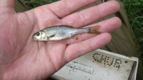 An adult Umpqua chub measures less than 3.5 inches.