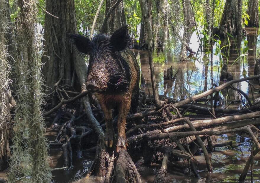 A wild boar walks in a swamp, in Slidell, La. (Rebecca Santana/AP)