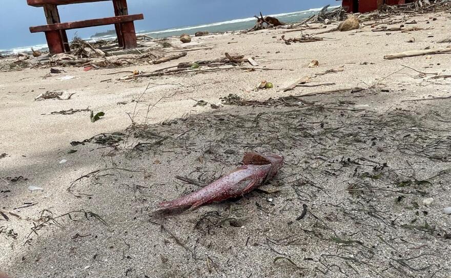A dead fish lies among the debris swept ashore at Nimitz Beach Park after Super Typhoon Bavi on July 7, 2027.